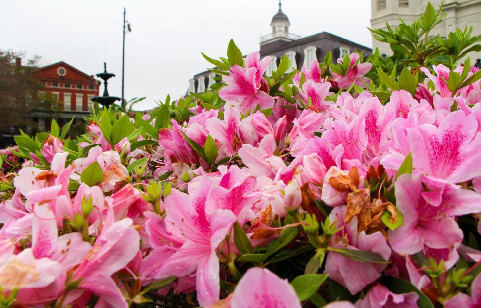 Holiday Inn Express New Orleans - St Charles, An Ihg Hotel Exterior foto